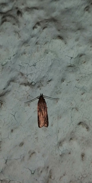 Helcystogramma
