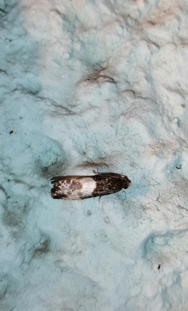 Notocelia cynosbatella - rózsahajtás-tükrösmoly