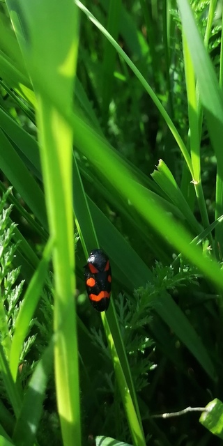 Cercopis arcuata/sanguinolenta