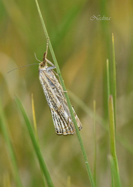 Thisanotia chrysonuchella - tavaszi fűgyökérmoly
