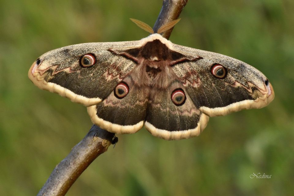 Saturnia pyri - nagy pávaszem