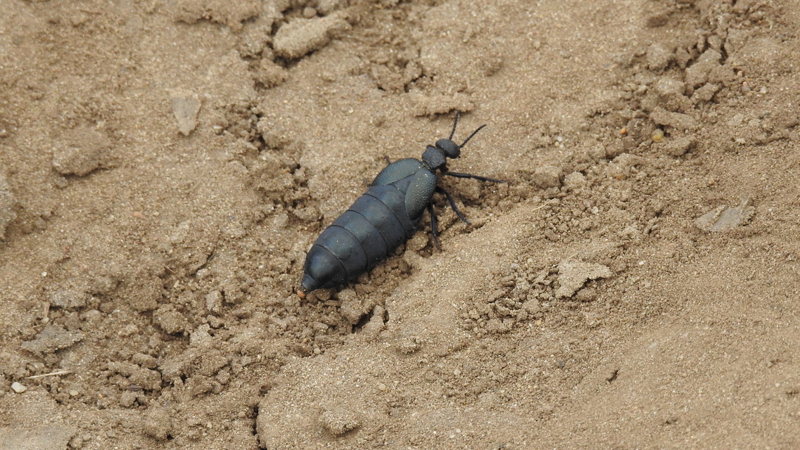 Meloe cicatricosus - óriásnünüke