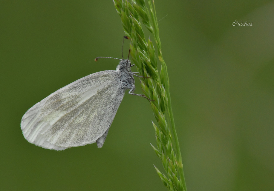 Leptidea sinapis - mustárlepke