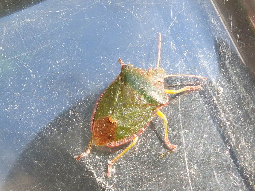 Palomena prasina - zöld bogyómászó-poloska Palomena prasina - zöld bogyómászó-poloska