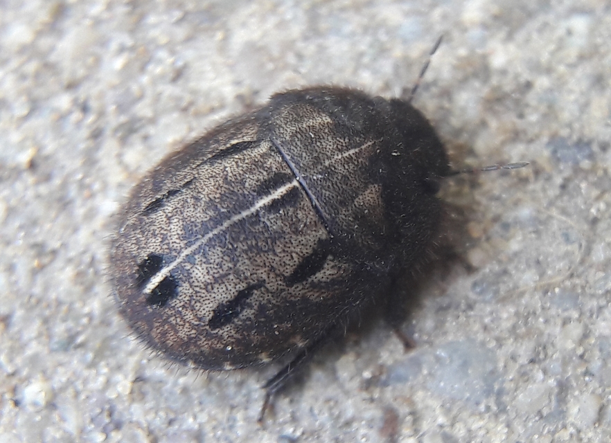 Odontoscelis Odontoscelis