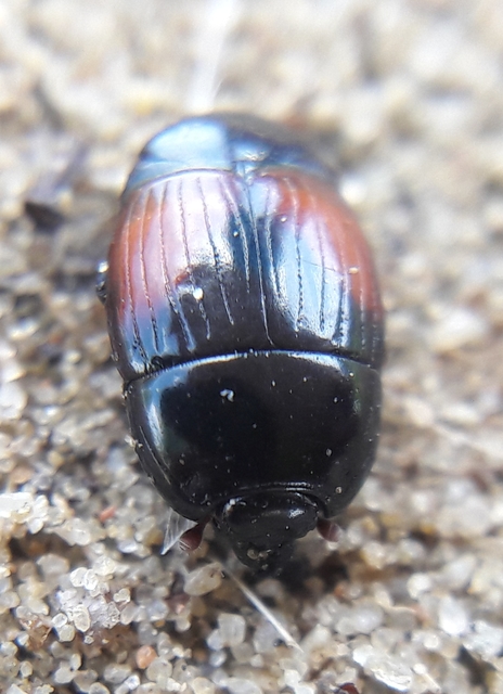 Atholus bimaculatus - kétfoltos sutabogár
