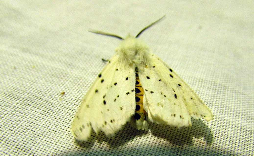 Spilosoma lubricipedum - tejszínű medvelepke