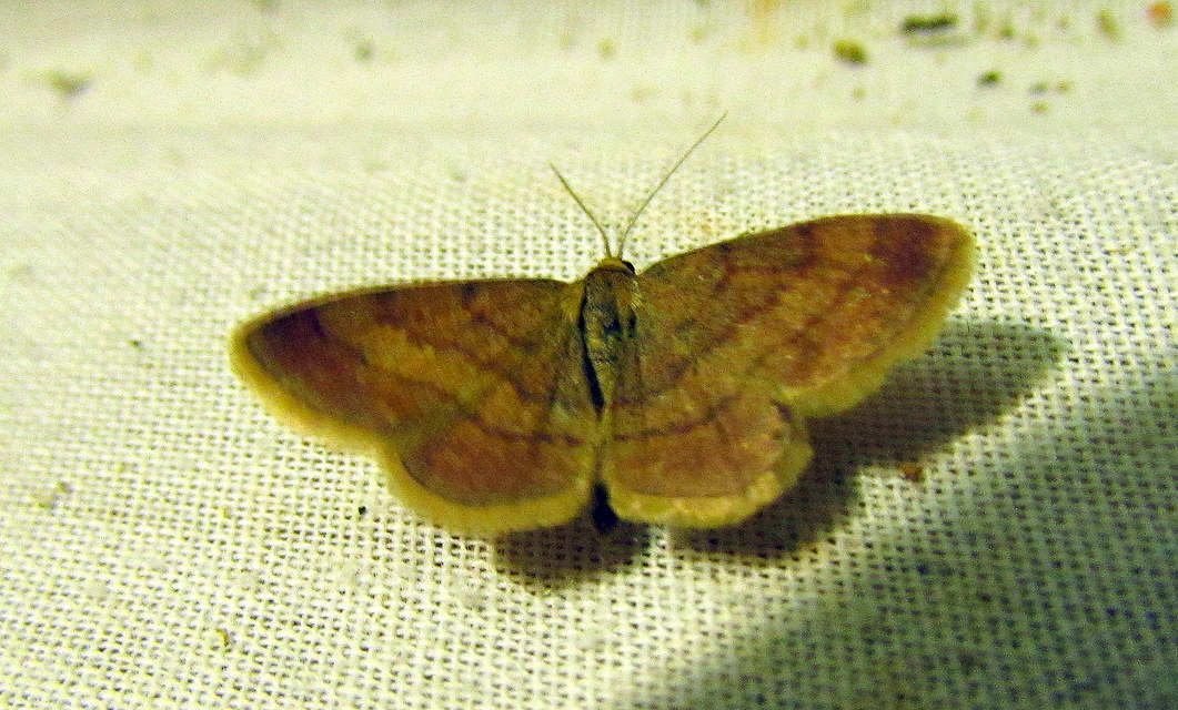 Scopula rubiginata - réti pirosaraszoló