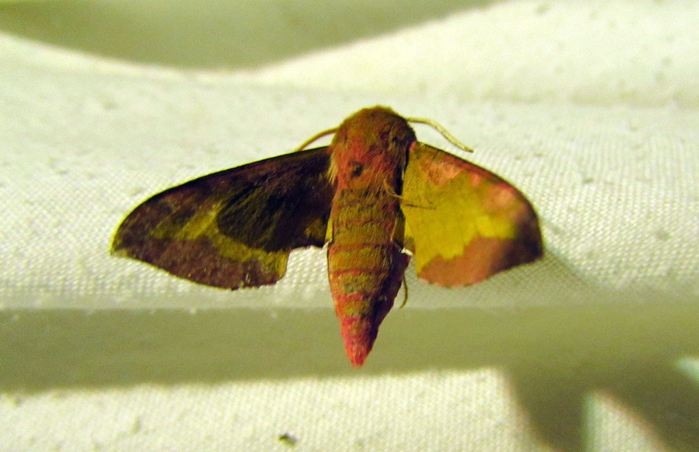 Deilephila porcellus - piros szender