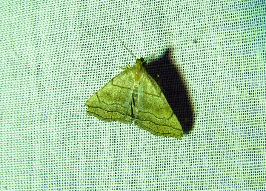 Herminia tarsicrinalis - szőröslábú karcsúbagoly