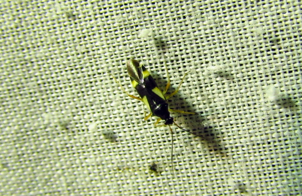 Dryophilocoris flavoquadrimaculatus - sárgafoltos mezeipoloska