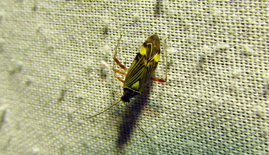 Rhabdomiris striatellus - zebra-mezeipoloska