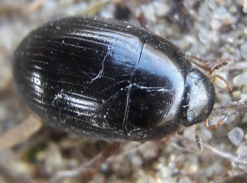 Hydrobius