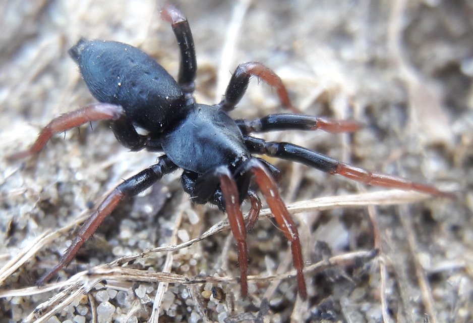 Trachyzelotes pedestris - vöröslábú gyászpók
