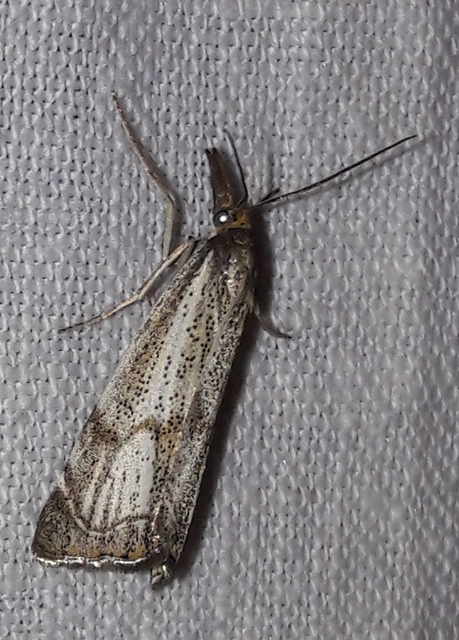 Thisanotia chrysonuchella - tavaszi fűgyökérmoly