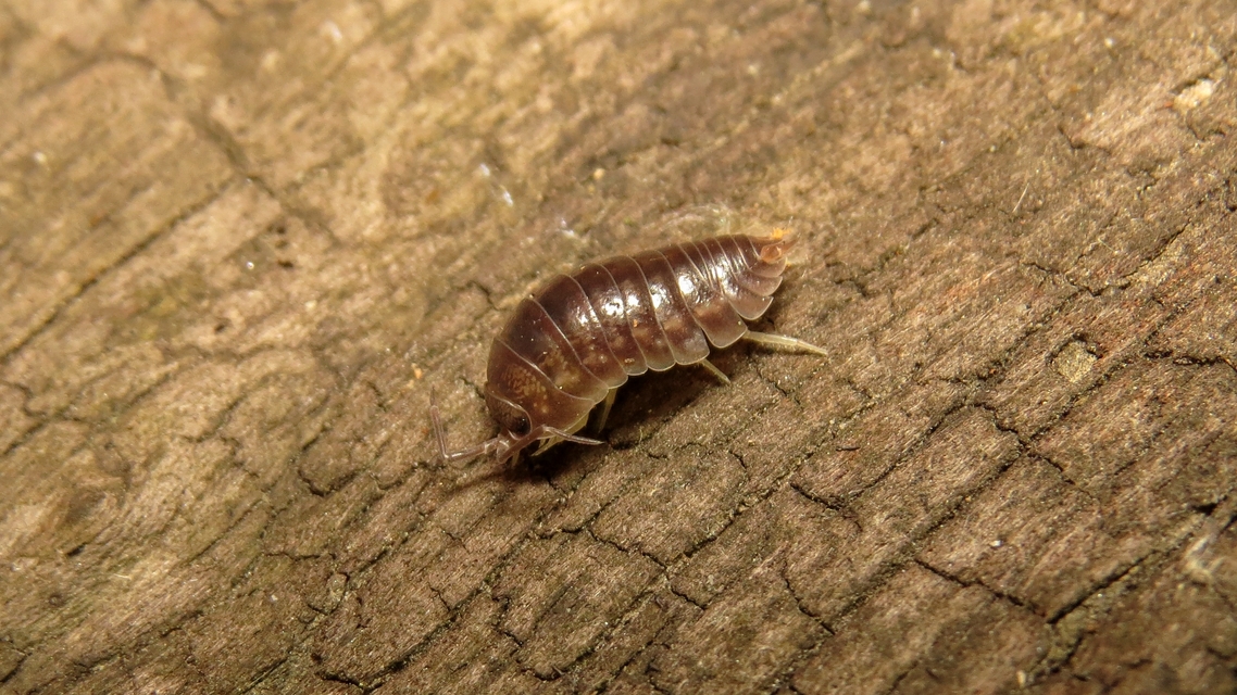 Cylisticus convexus - álgömbászka