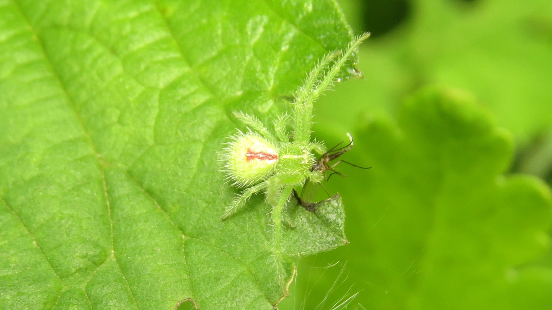 Heriaeus graminicola - réti borzaskarolópók