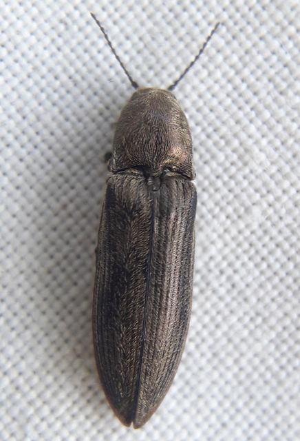 Cidnopus ruzenae - fémfekete pattanó