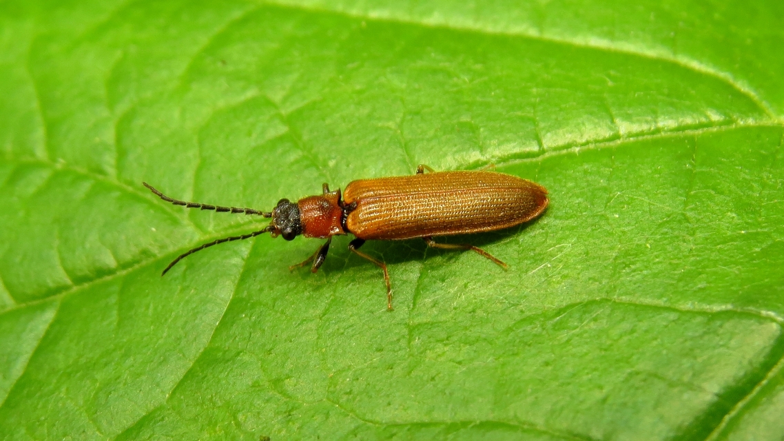 Denticollis linearis - dülledtszemű pattanó