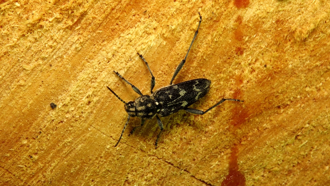 Xylotrechus rusticus - egérszínű darázscincér