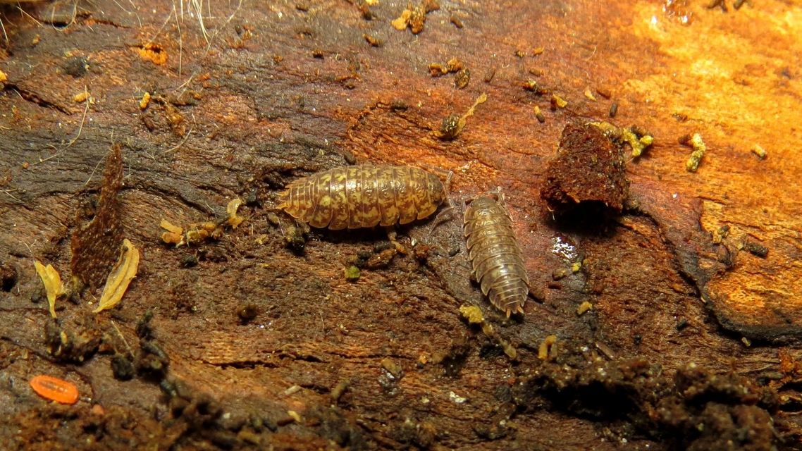 Porcellium collicola - gyakori tarkaászka