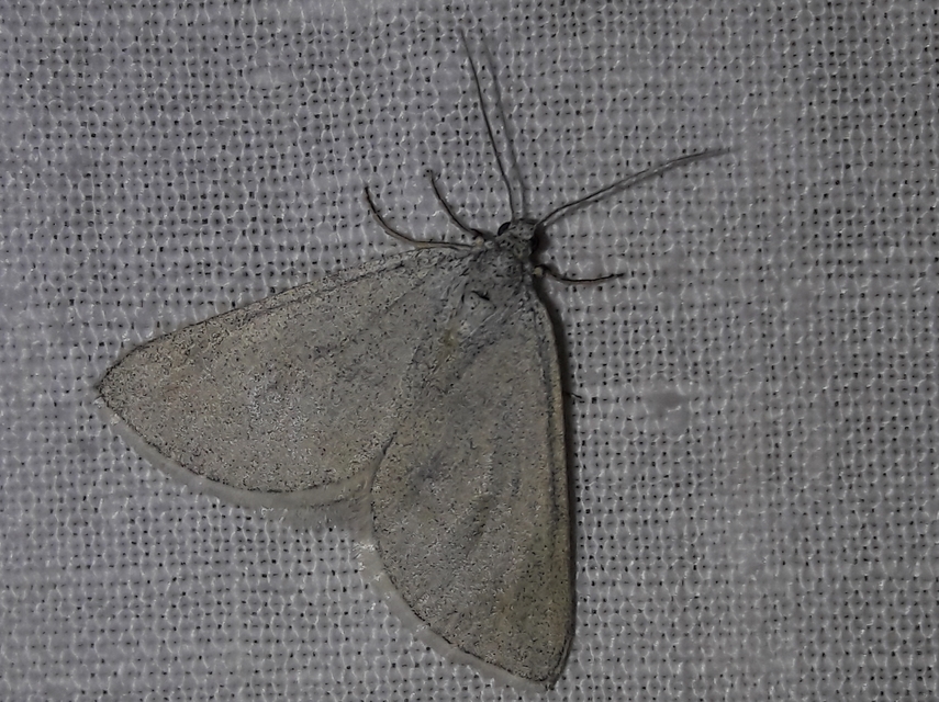 Lithostege griseata - szürke araszoló