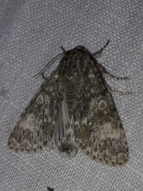 Acronicta megacephala - nagyfejű szigonyosbagoly