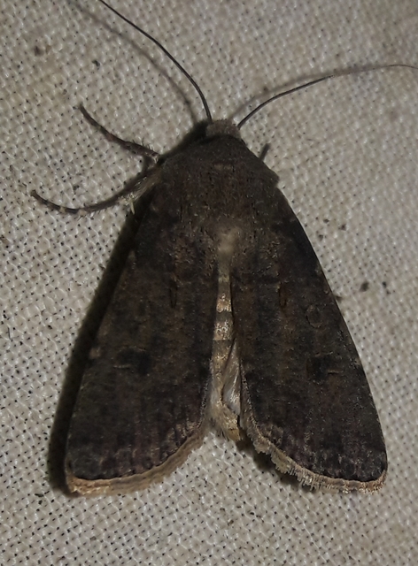 Agrotis segetum - vetési földibagoly