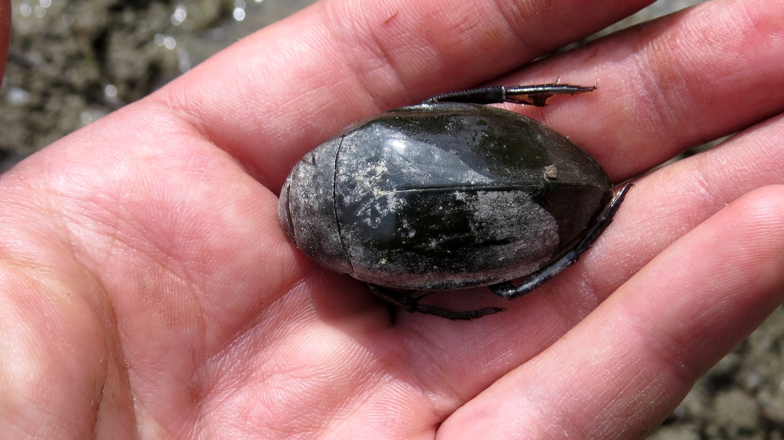 Hydrophilus piceus - közönséges óriáscsibor