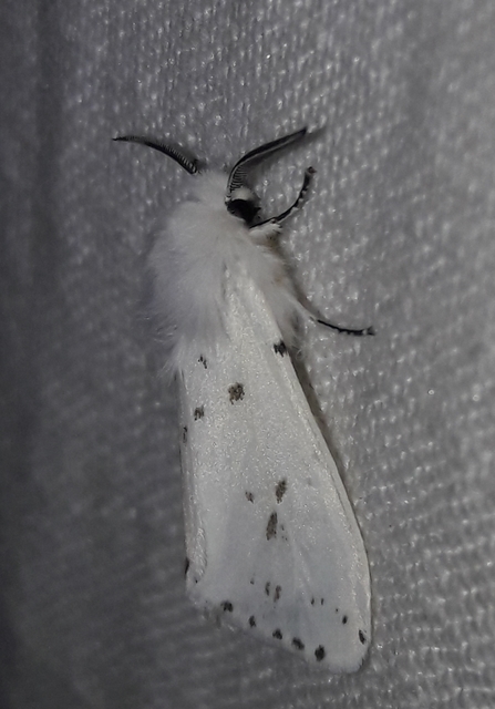 Hyphantria cunea - amerikai fehér medvelepke