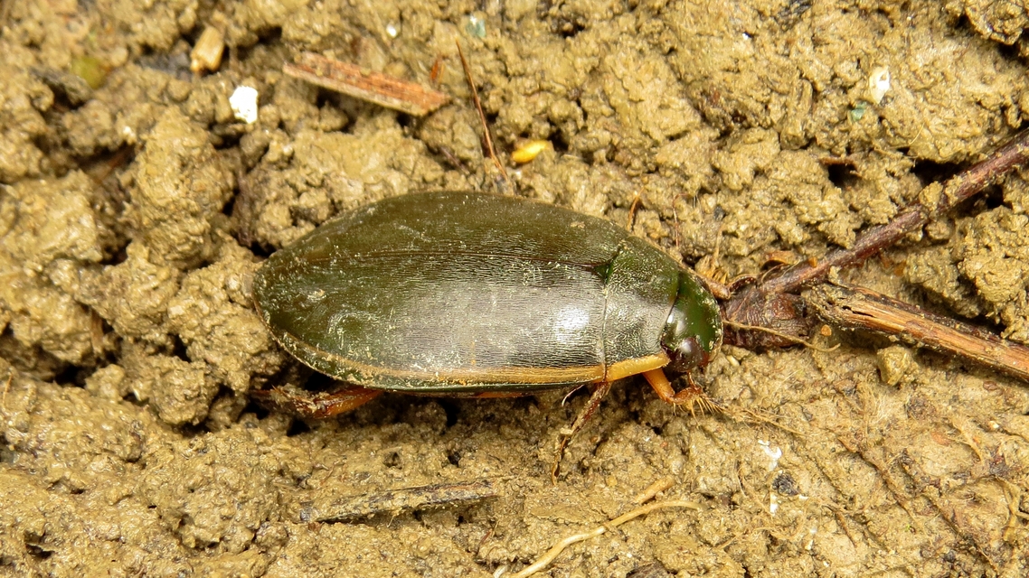 Cybister lateralimarginalis - nagy búvárbogár