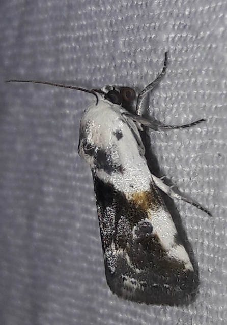 Ponometia candefacta - parlagfűbagoly