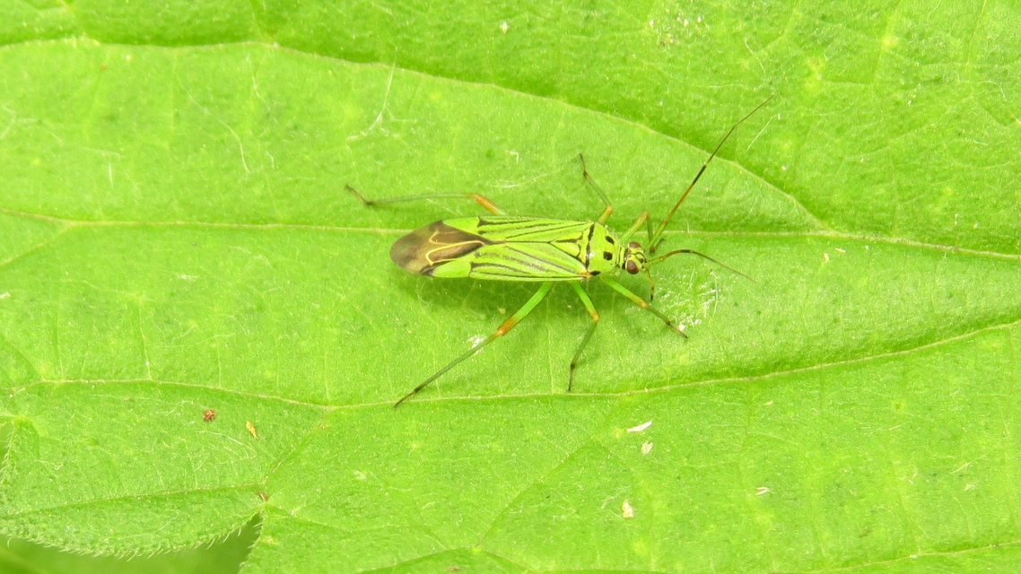 Mermitelocerus schmidtii