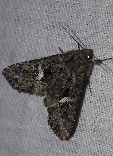 Trachea atriplicis - nyári zöldbagoly