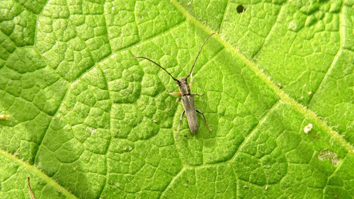 Phytoecia cylindrica - medvelapucincér
