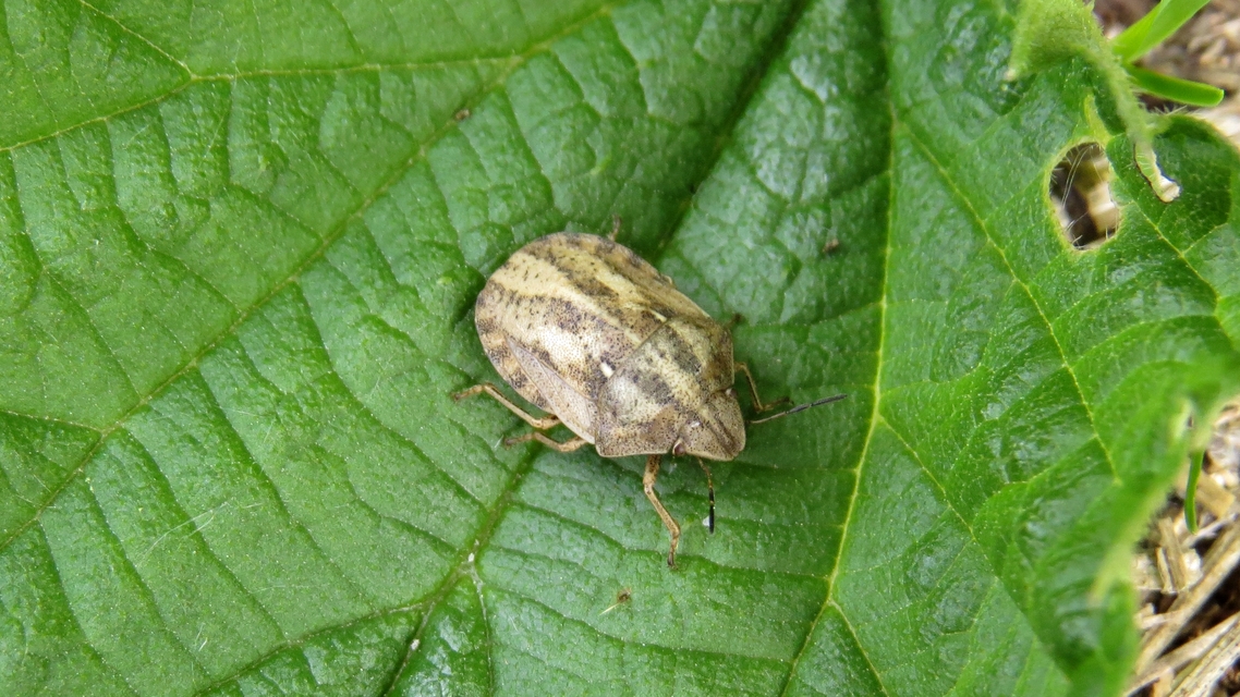 Eurygaster maura - mórpoloska Eurygaster maura - mórpoloska