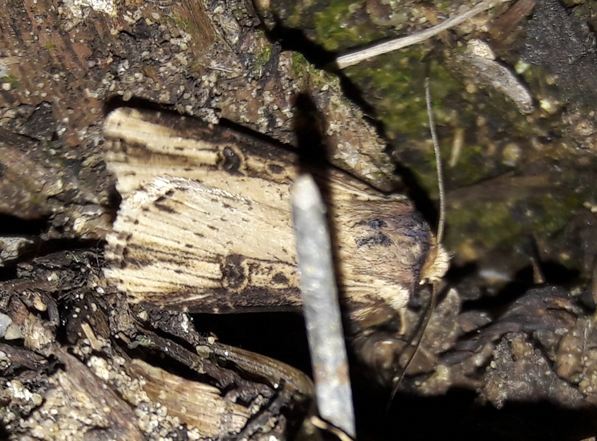 Axylia putris - vonalkás földibagoly