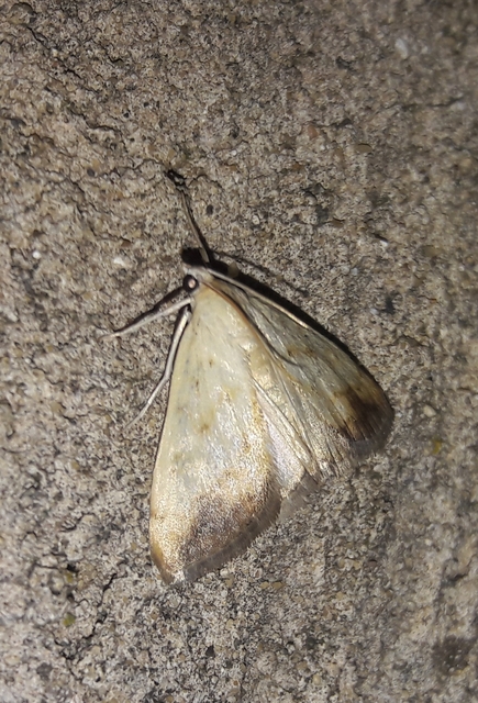 Evergestis extimalis - kerti dudvamoly