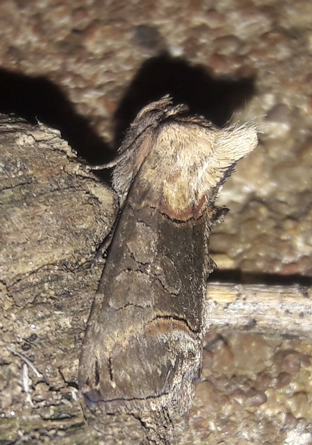 Abrostola triplasia - közönséges csalánbagoly