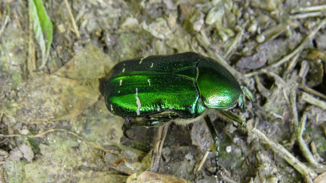 Cetonia aurata - aranyos virágbogár