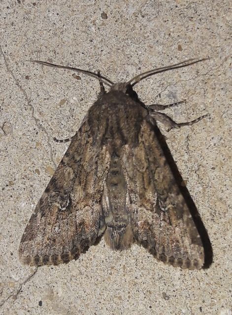 Apamea anceps - közönséges dudvabagoly