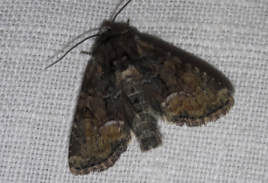 Oligia strigilis/latruncula/versicolor