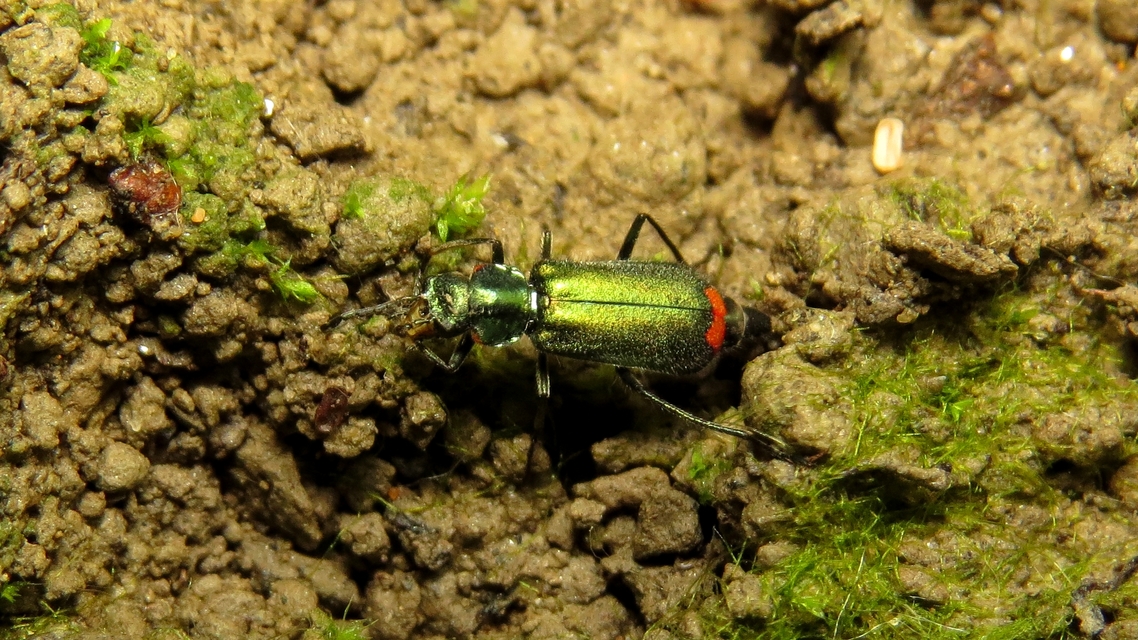 Malachius bipustulatus - kétfoltos bibircsesbogár