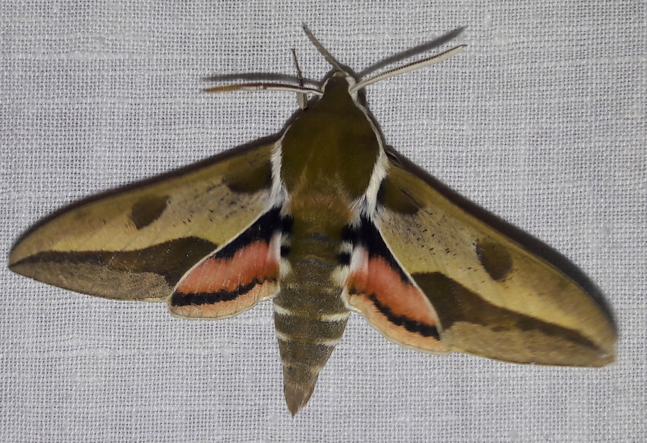 Hyles euphorbiae - kutyatejszender