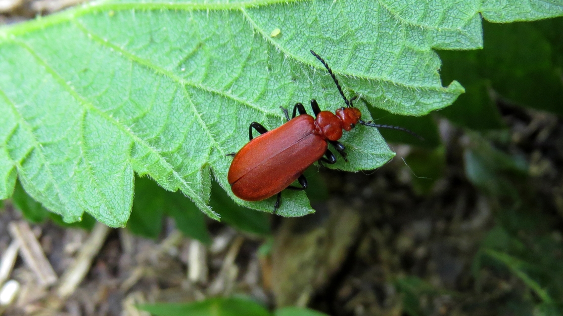 Pyrochroa serraticornis - közép-bíborbogár
