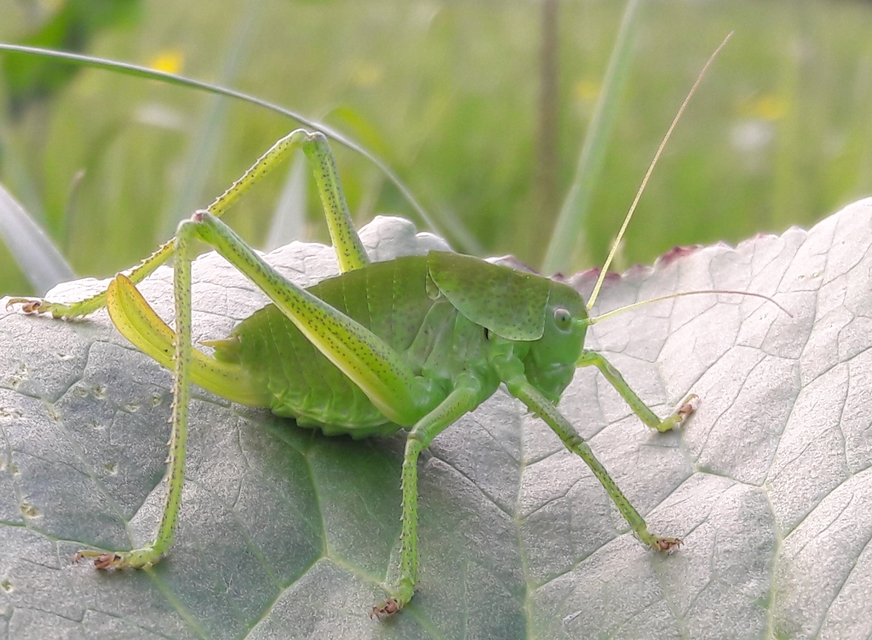 Polysarcus denticauda - fogasfarkú szöcske