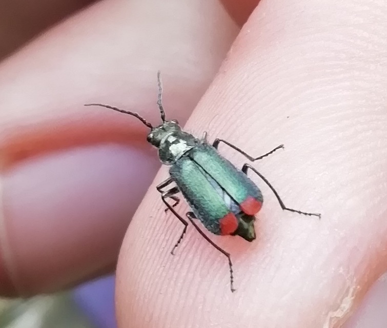 Malachius bipustulatus - kétfoltos bibircsesbogár