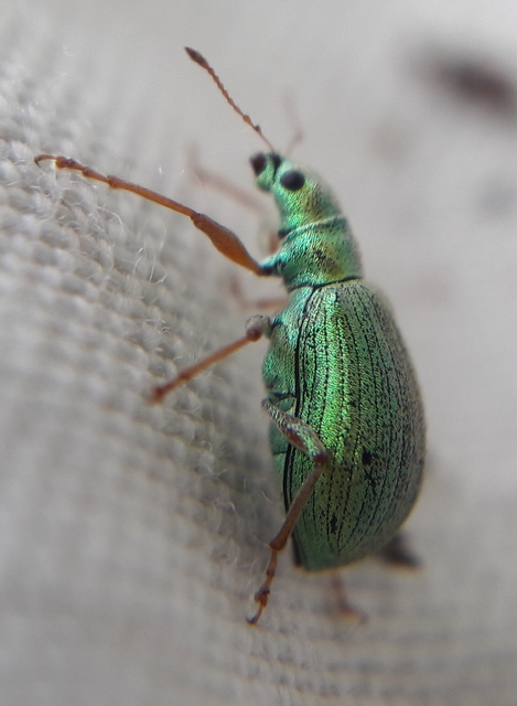 Polydrusus