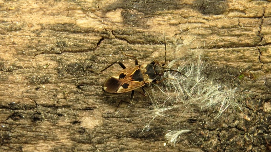 Rhyparochromus vulgaris - közönséges díszesbodobács