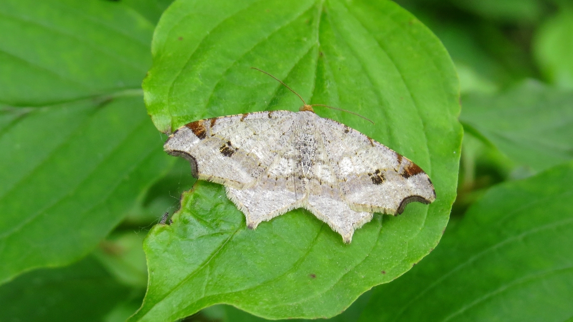 Macaria alternata - közönséges szürkearaszoló